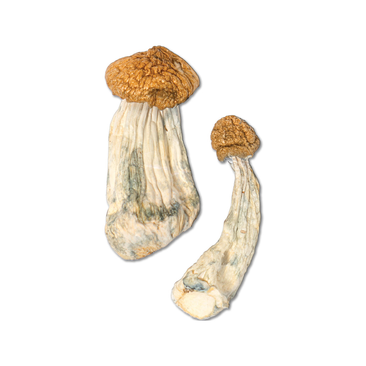 Penis Envy Magic Mushroom – Buy One Get One Free