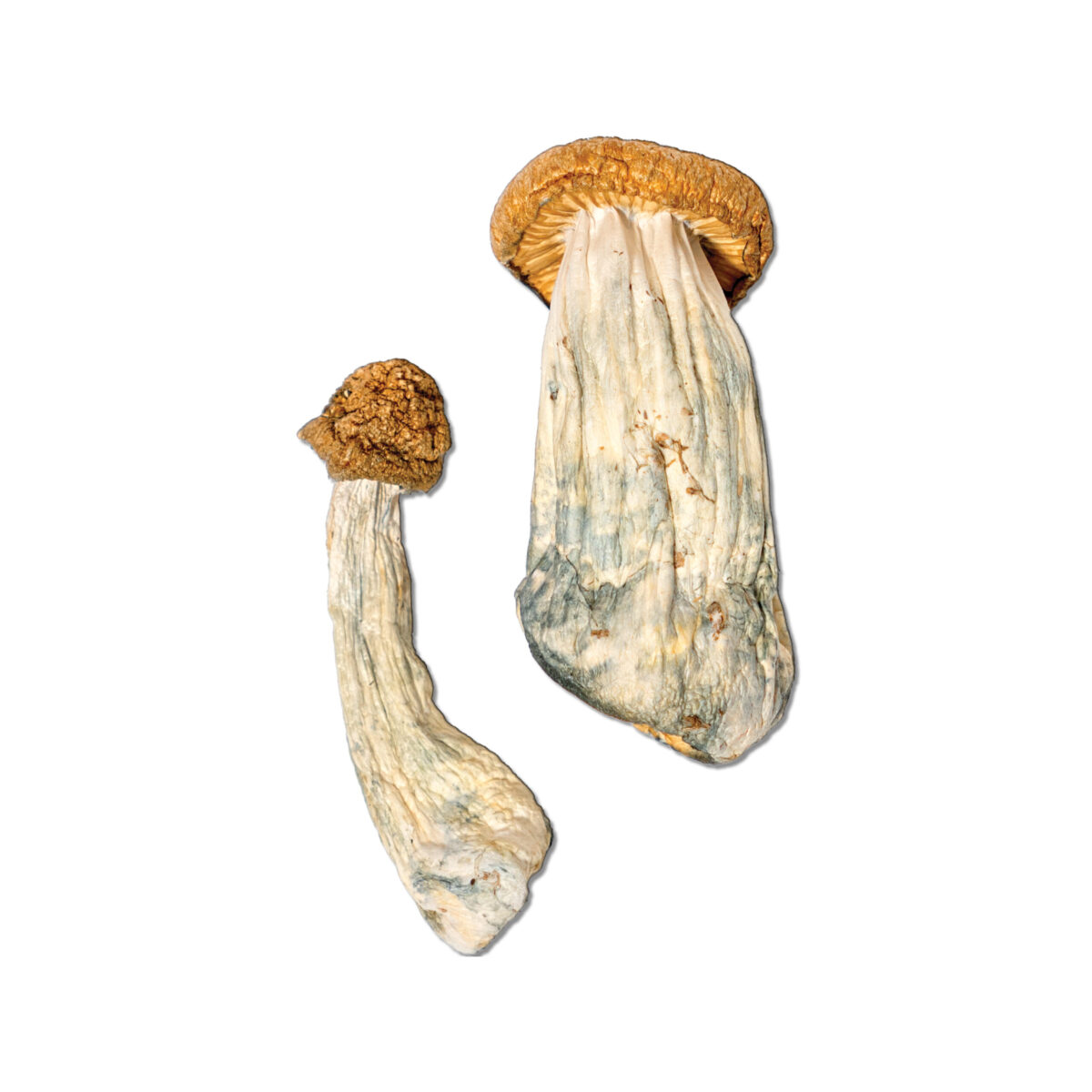 Penis Envy Magic Mushroom – Buy One Get One Free
