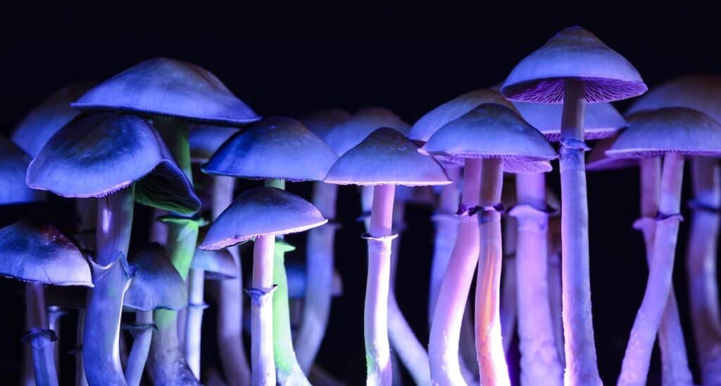 What is Psilocybin