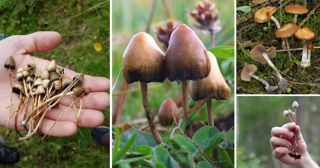 Side by side variety of magic mushrooms