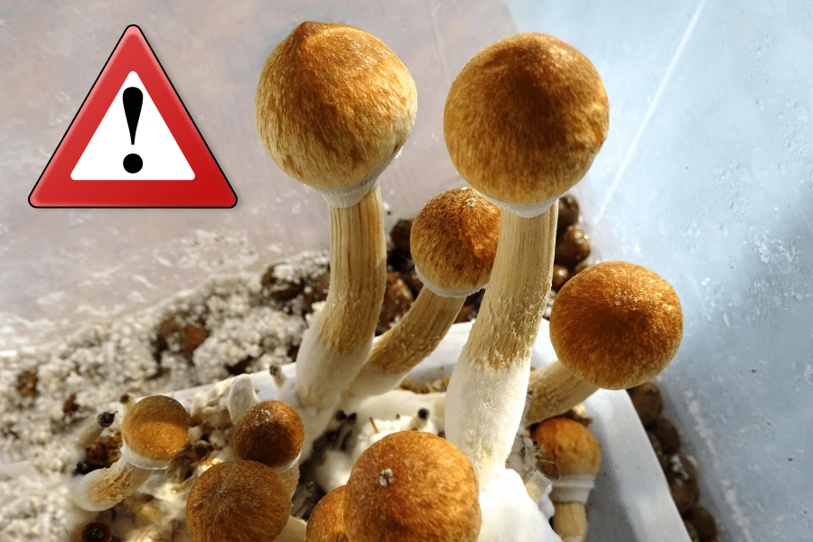 7 Interesting Facts About Shrooms