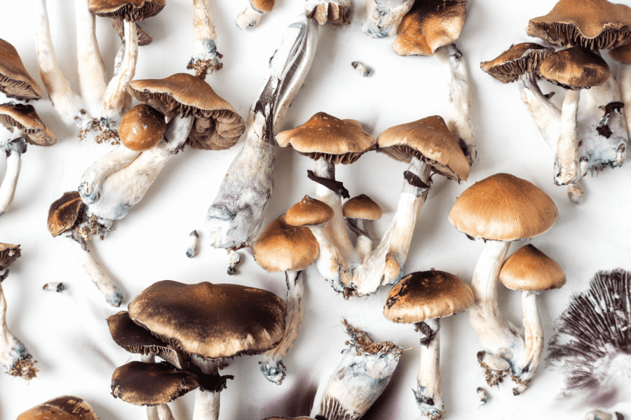 7 Interesting Facts About Shrooms