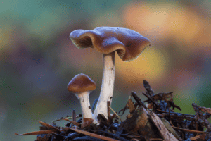 How Long Do the Effects of Magic Mushrooms Last?