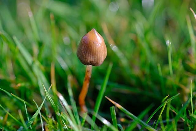 A Guide to Different Magic Mushroom Species