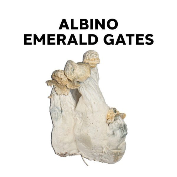 Albino Emerlad Gates