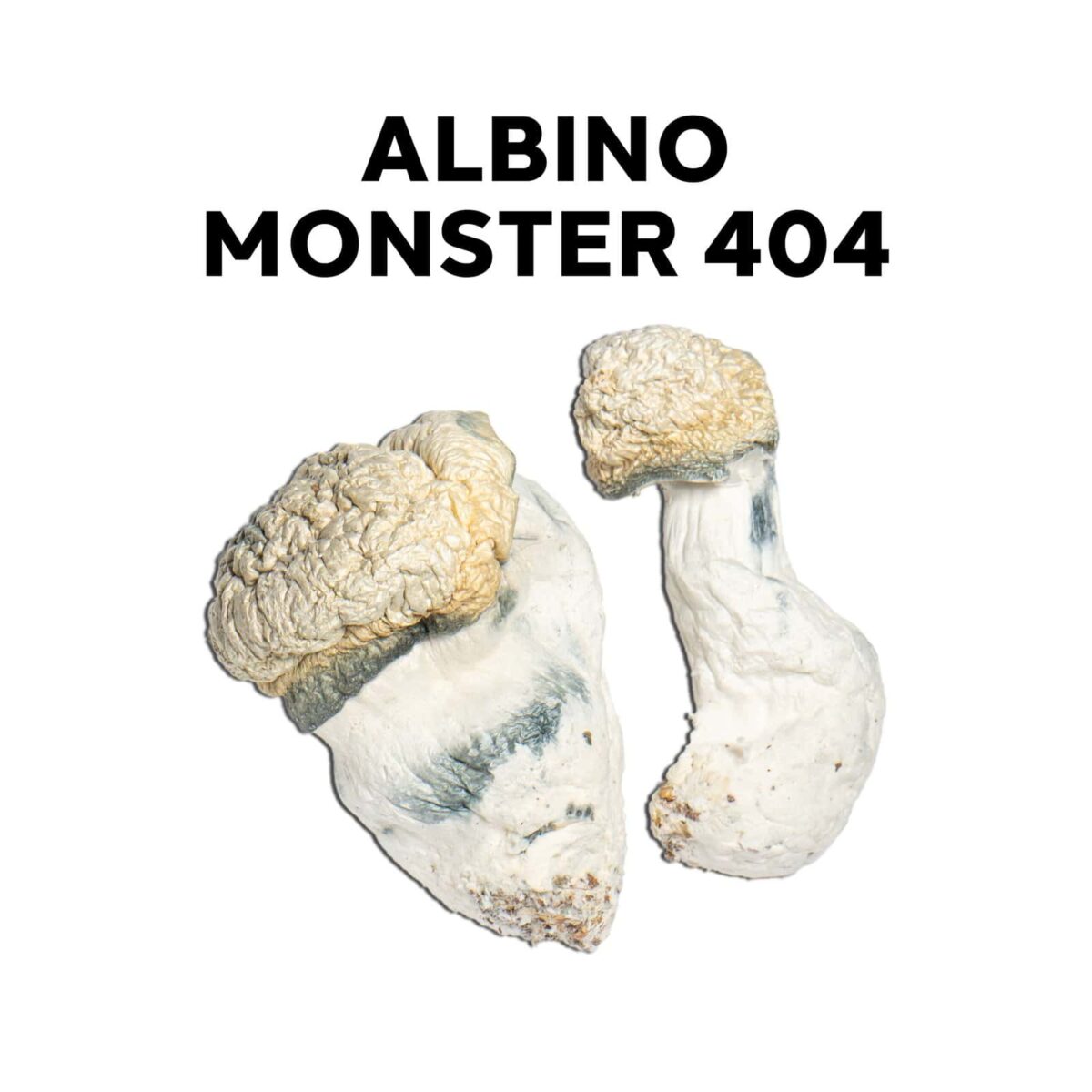 Albino Monster 404 2 Albino Monster 404
