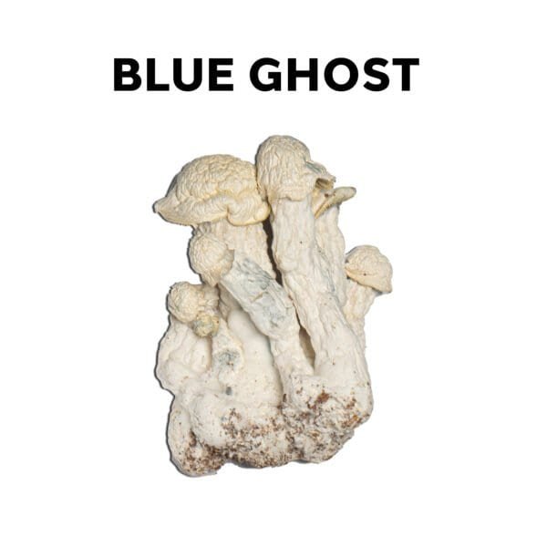 Blue Ghost