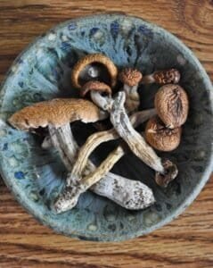 What Should I Know Before Trying Psilocybin?