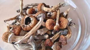 Are Magic Mushrooms Legal In Canada & How to Buy Magic Mushrooms Online
