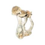 African Transkie - Image 2