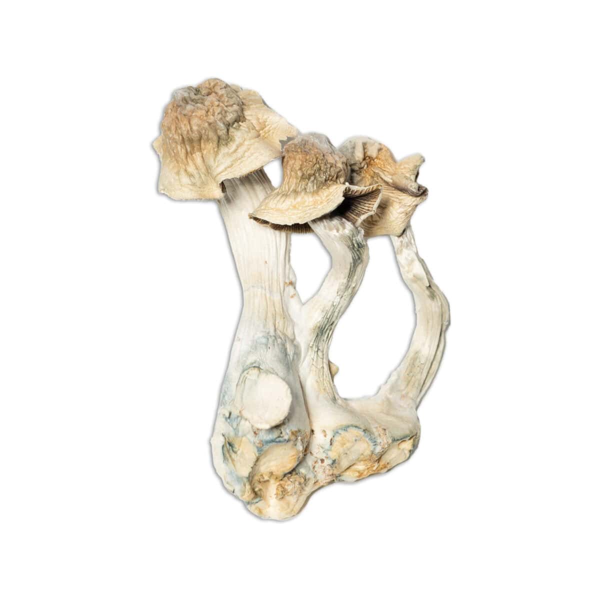 African Transkie - Image 2