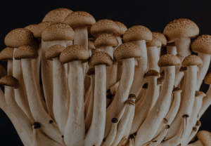 How Can I Purchase Shrooms Safely in Toronto?