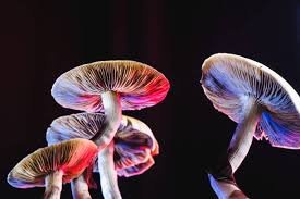 How Should I Prepare for a Psilocybin Session?