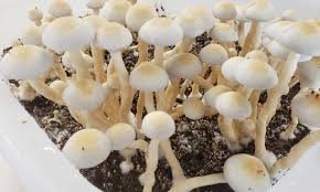 How Are Magic Mushrooms Used in Therapy Today?