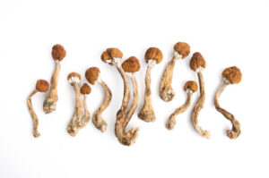 What Are the Best Types of Shrooms for Watching Fireworks?