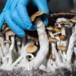 What Should I Do If I Feel Overwhelmed During the Psilocybin Experience?