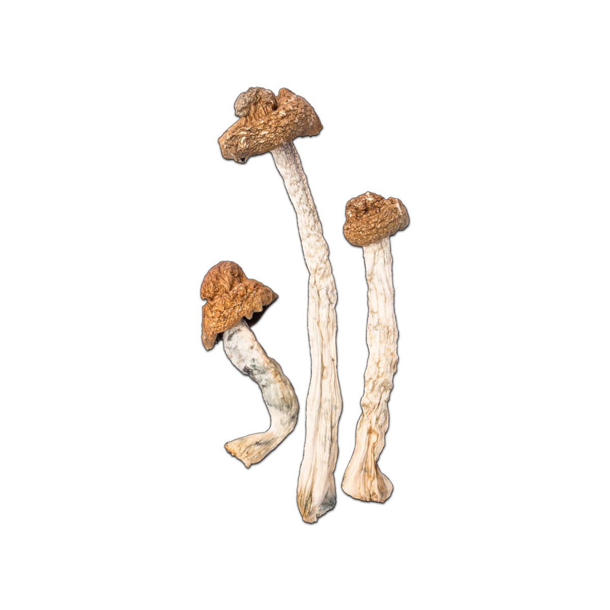 B+ Cubensis Magic Mushroom