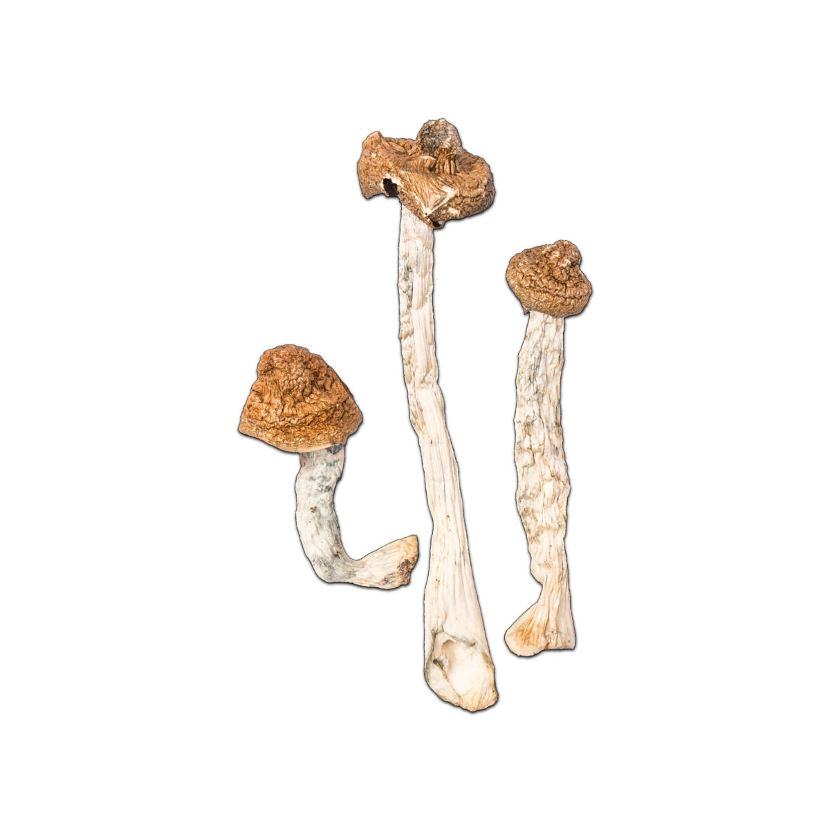 Bt B+ Cubensis Magic Mushroom