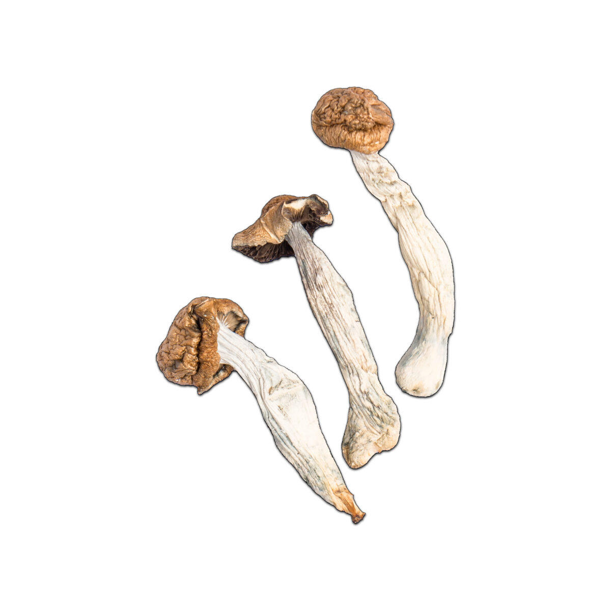 Trinity Magic Mushroom