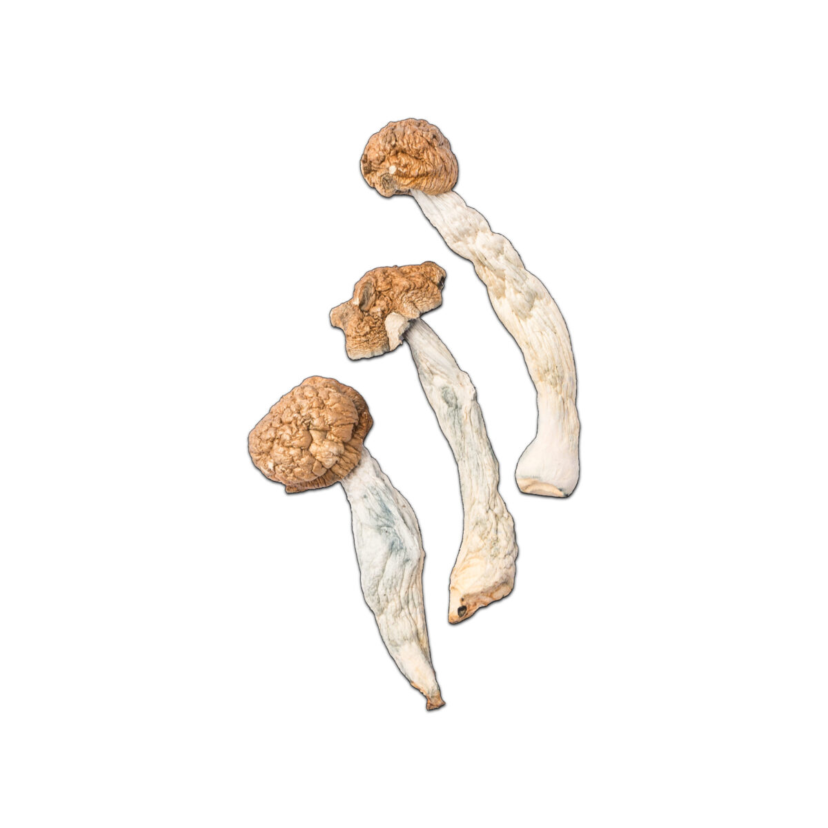 Trinity Magic Mushroom