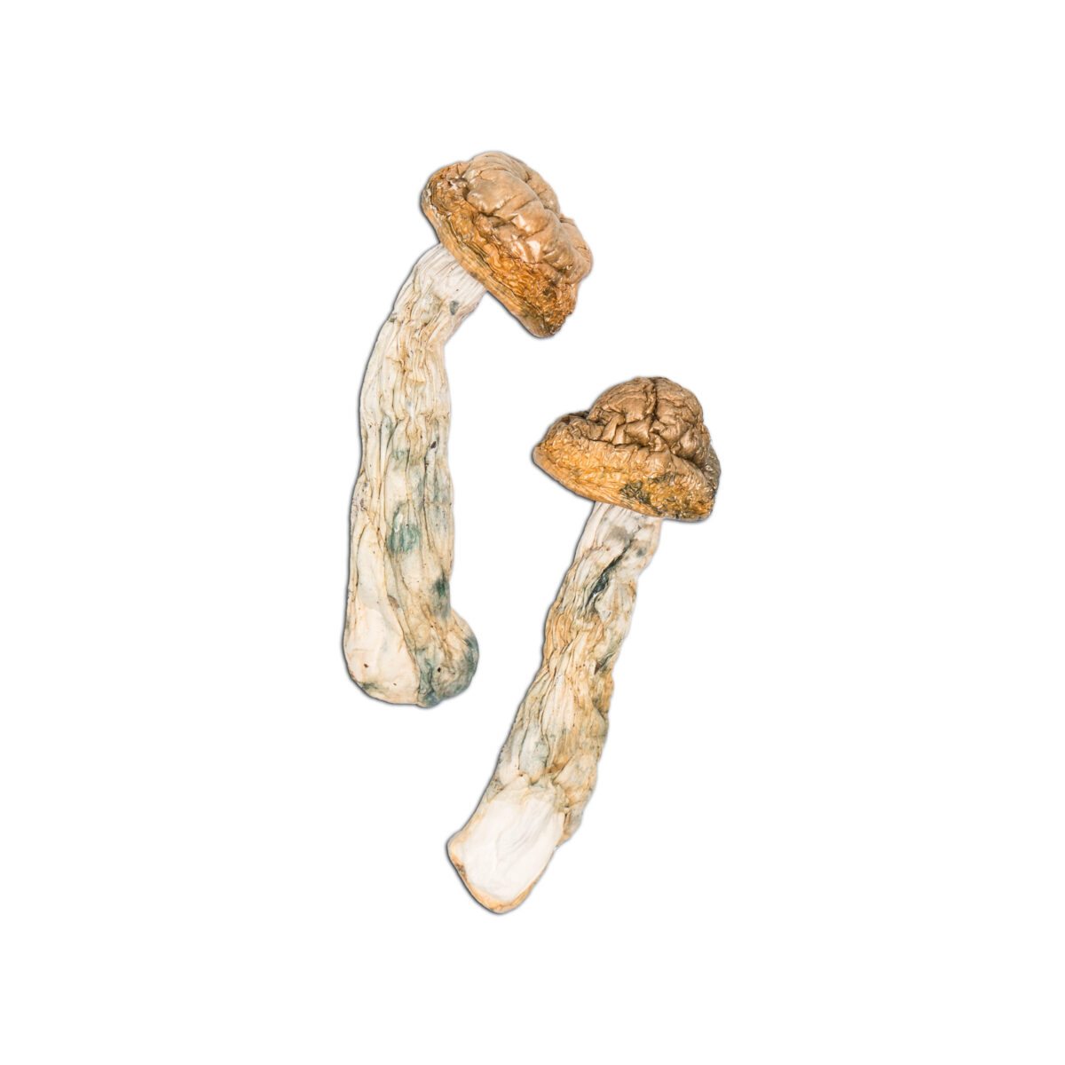 Code Blue Magic Mushroom