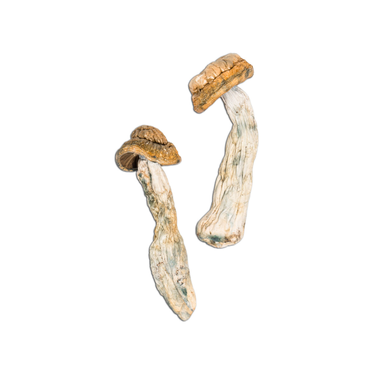 Code Blue Magic Mushroom