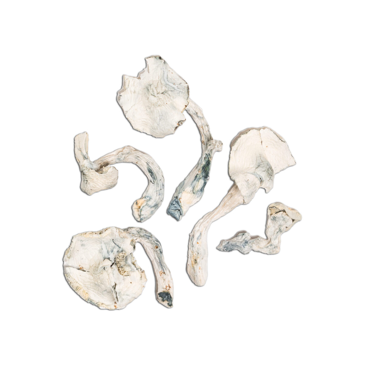 Jedi Mind FK 1 Albino Jedi Mind Fuck Magic Mushroom