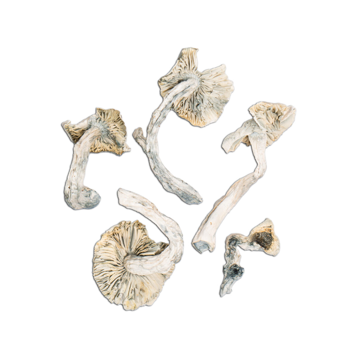 Albino Jedi Mind Fuck Magic Mushroom