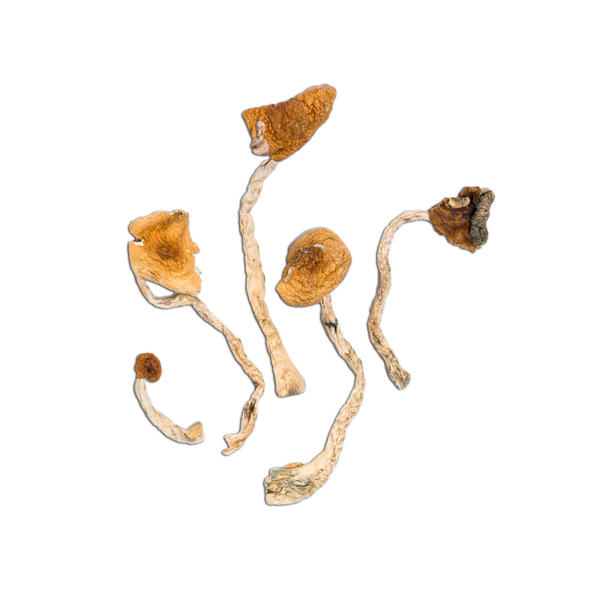 Mazatapec Magic Mushroom