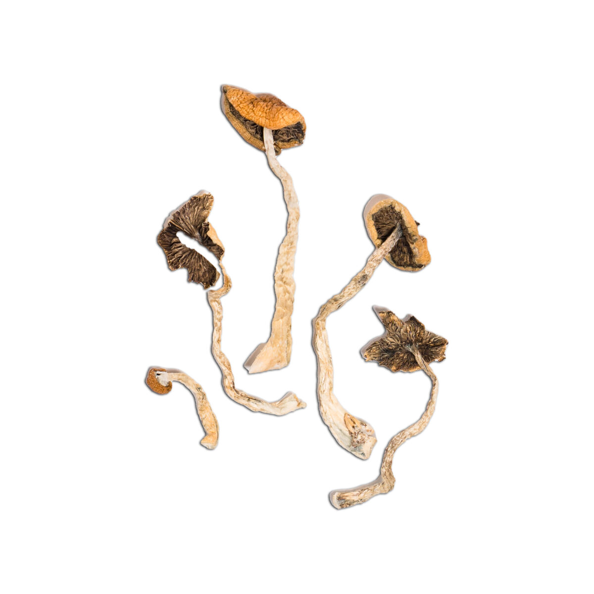 Mazatapec Magic Mushroom