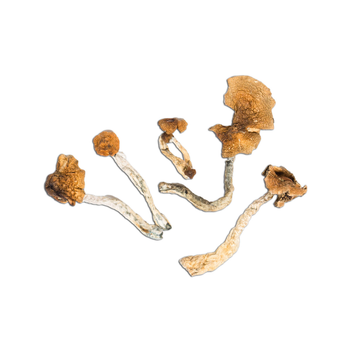 Mexican 1 Mexican Magic Mushroom