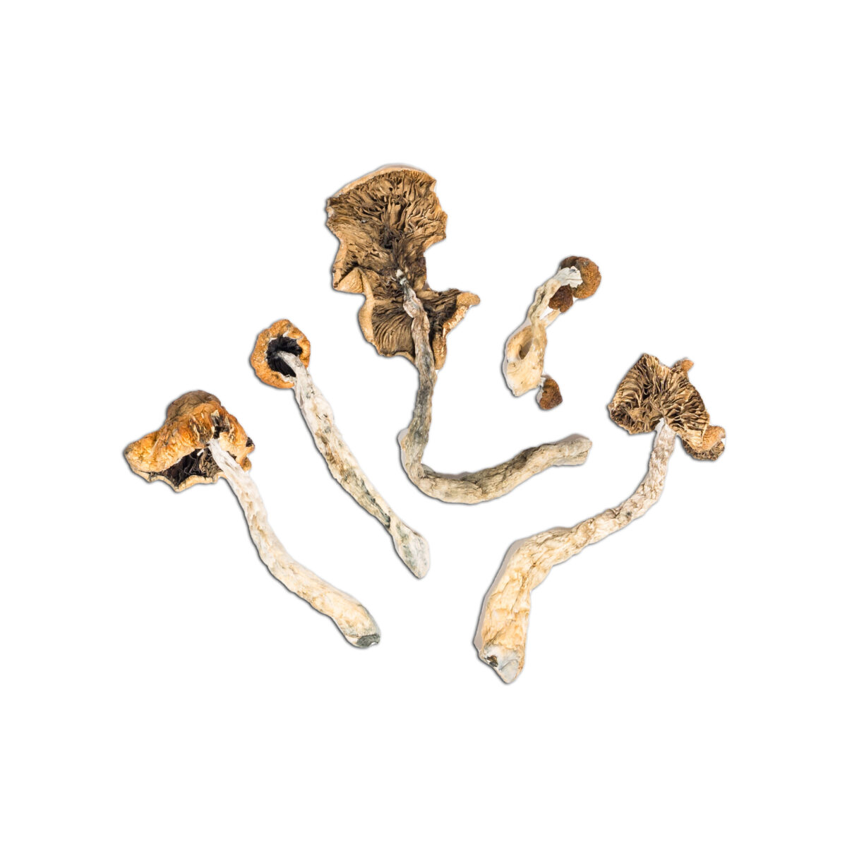 Mexican Magic Mushroom