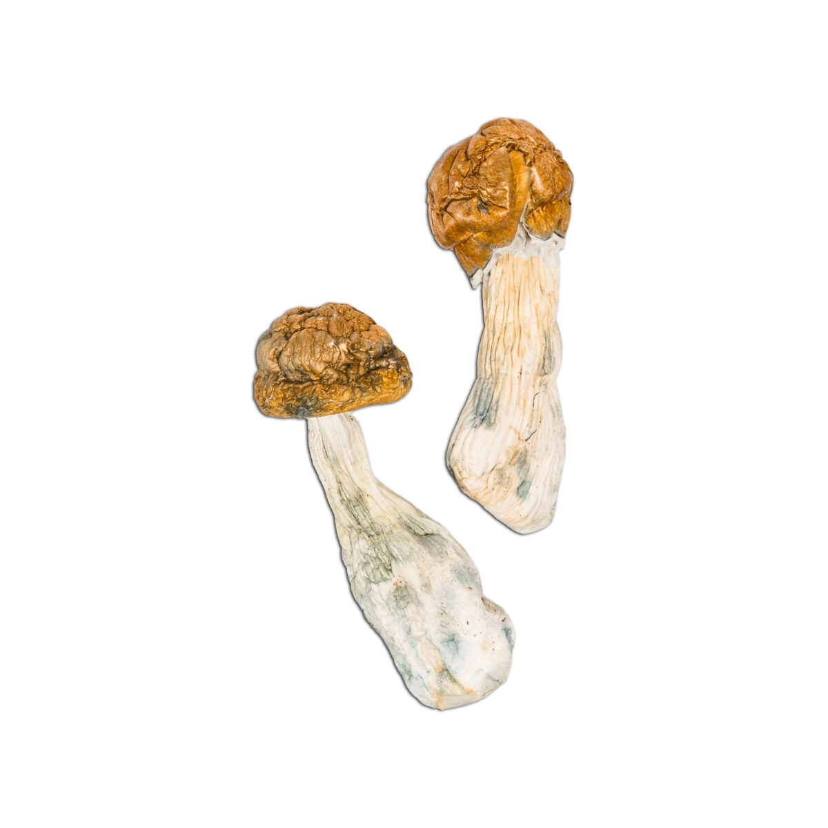 Tidal Wave Magic Mushroom