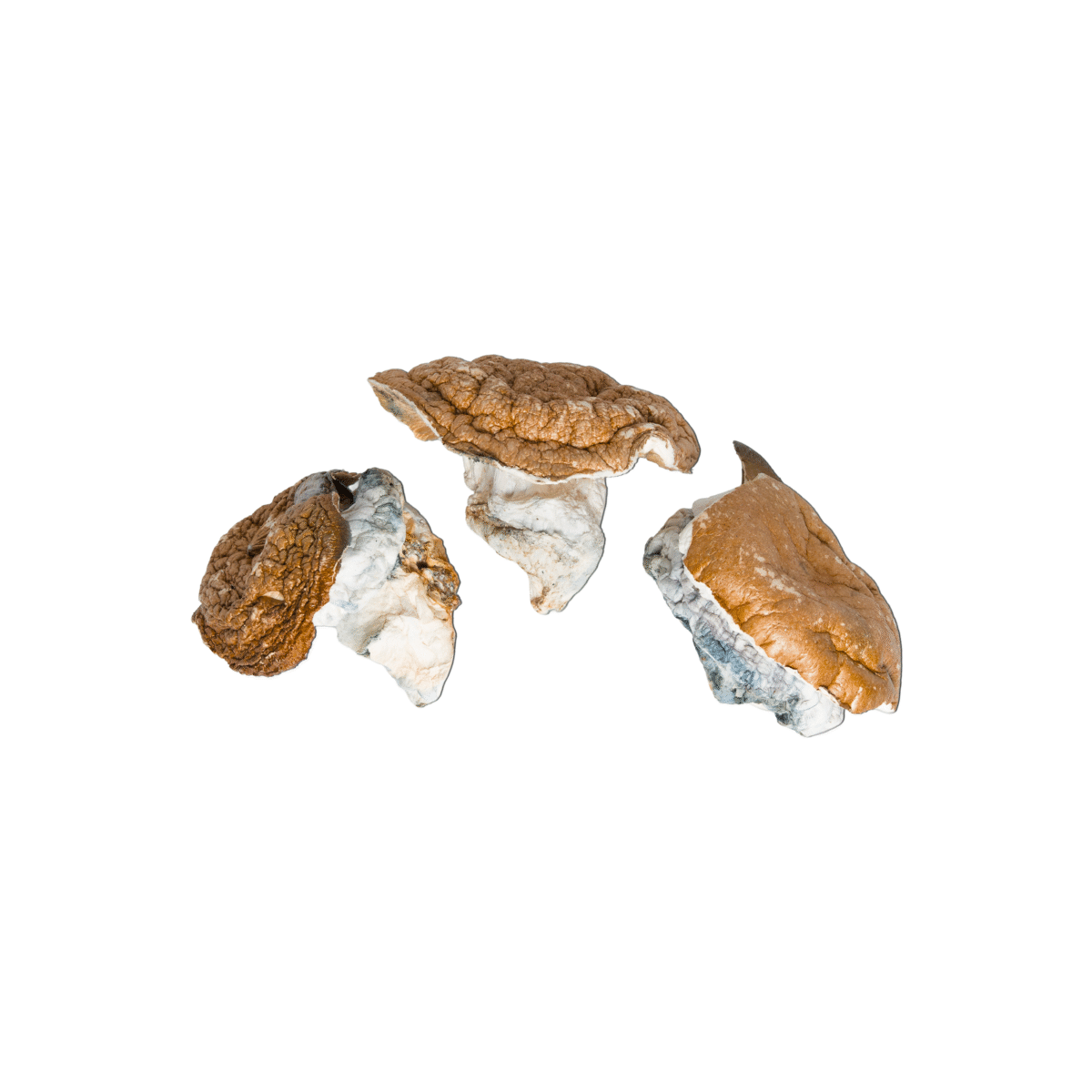 Dino Egg Magic Mushroom