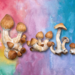 7 Best Mushroom Strains for Microdosing