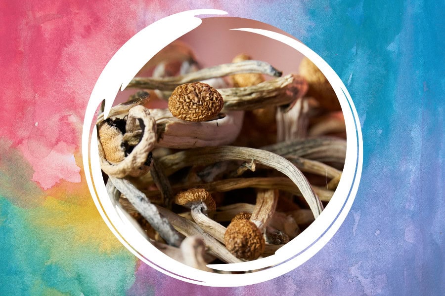7 Best Mushroom Strains for Microdosing