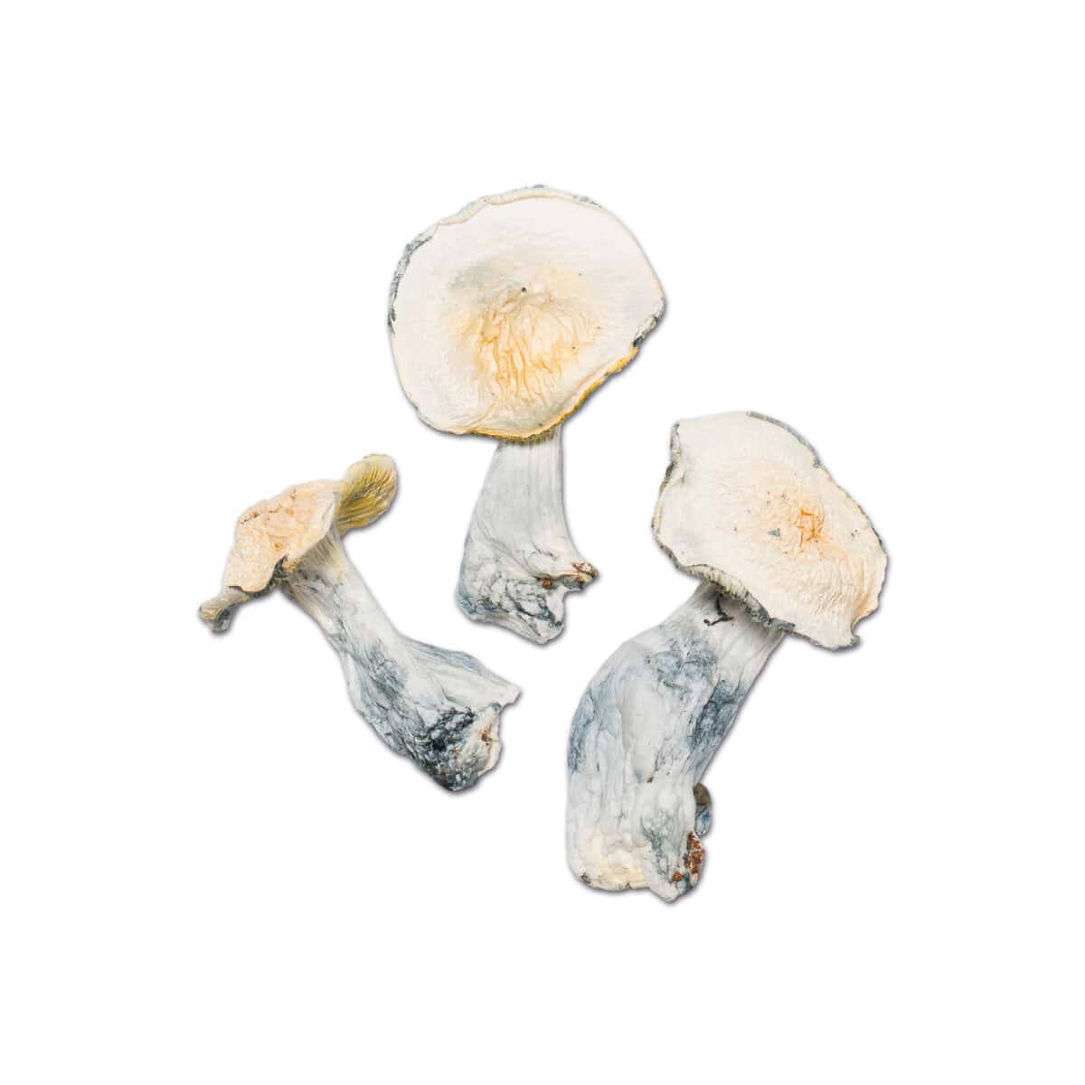 Great Northern White Magic Mushroom - Image 1