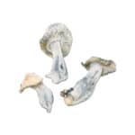 Great Northern White Magic Mushroom - Image 2