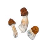 Vietnamese Magic Mushroom - Image 2