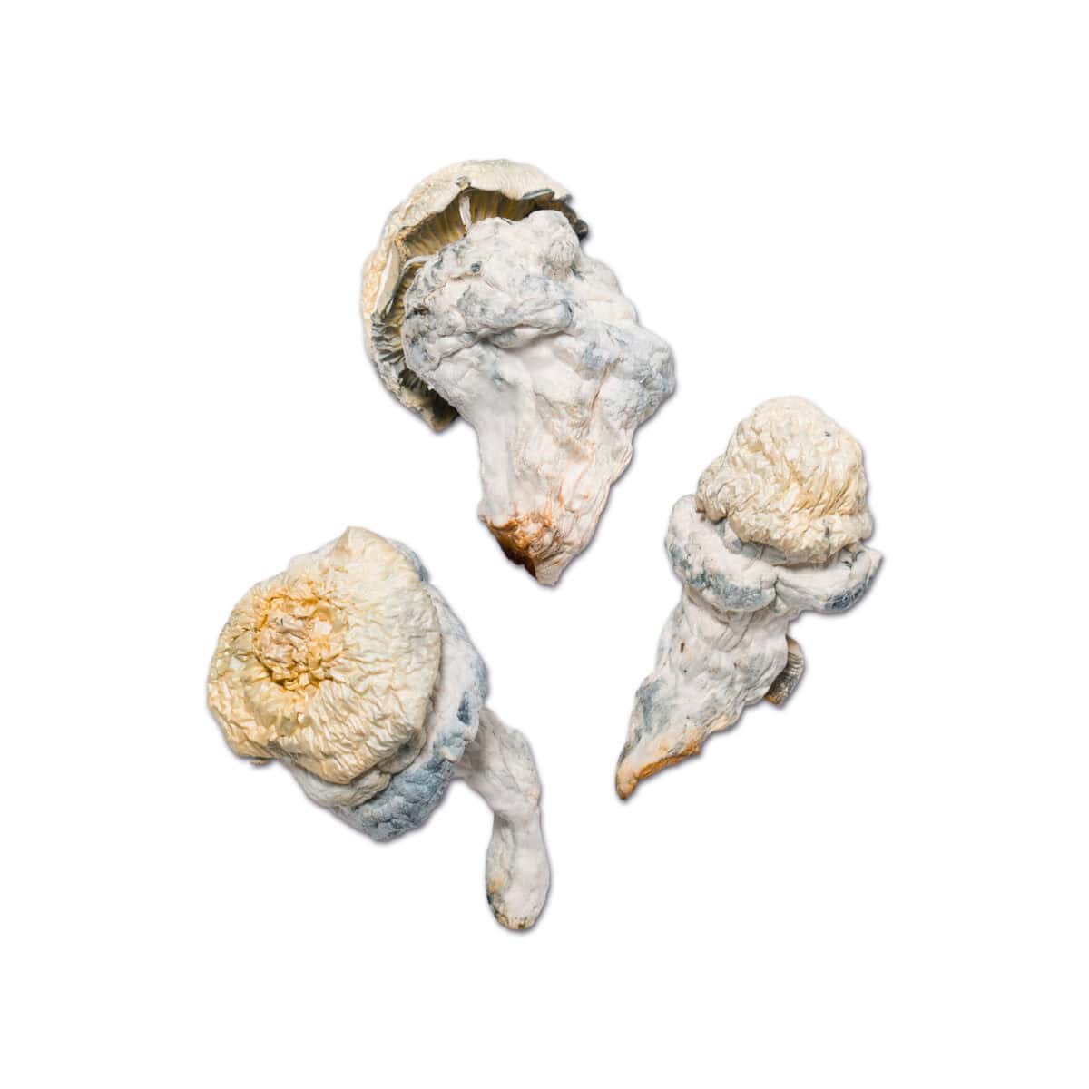 Lucid Gate Magic Mushroom - Image 2