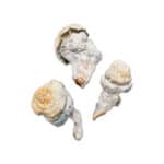 Lucid Gate Magic Mushroom - Image 2