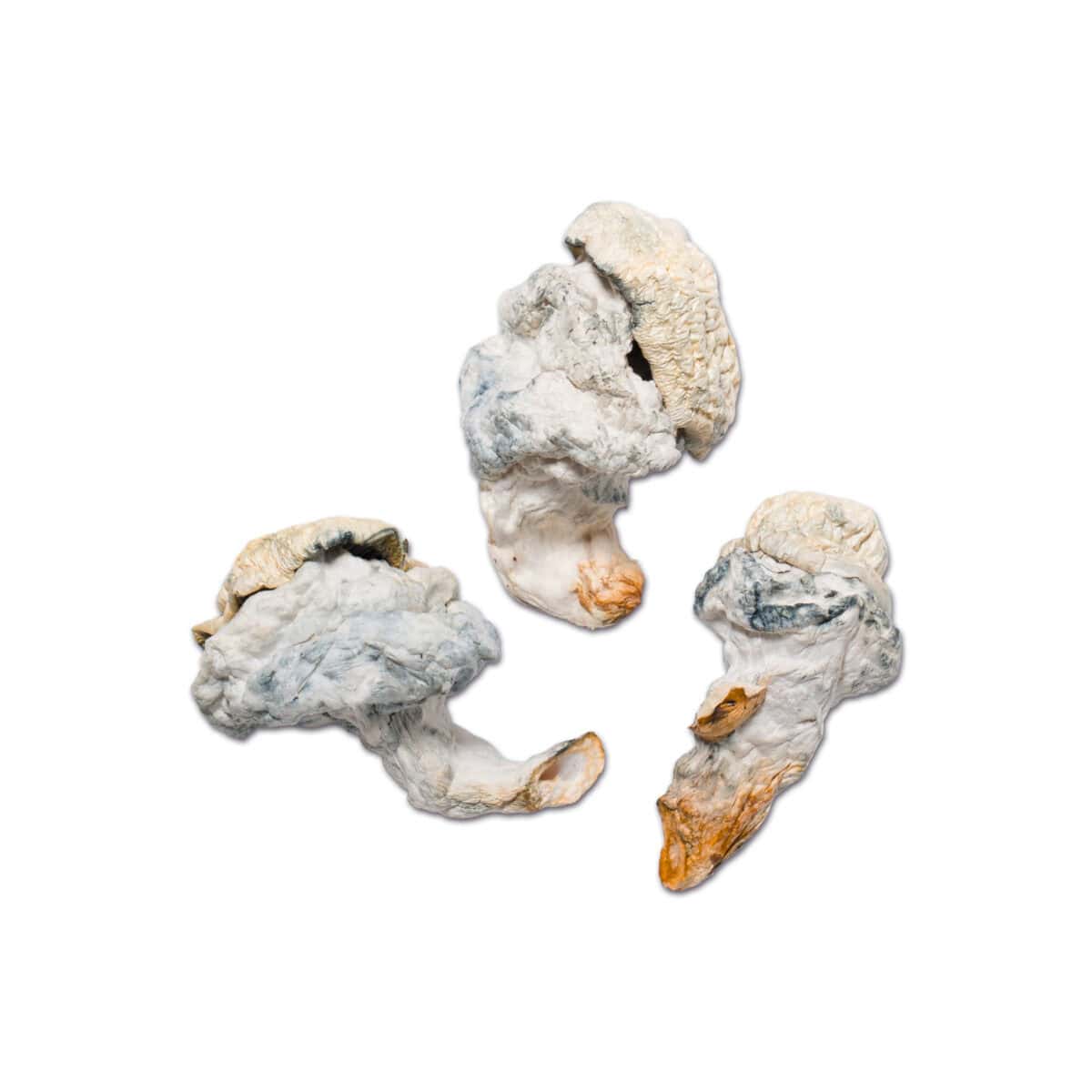 Lucid Gate Magic Mushroom - Image 1