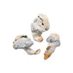 Lucid Gate Magic Mushroom