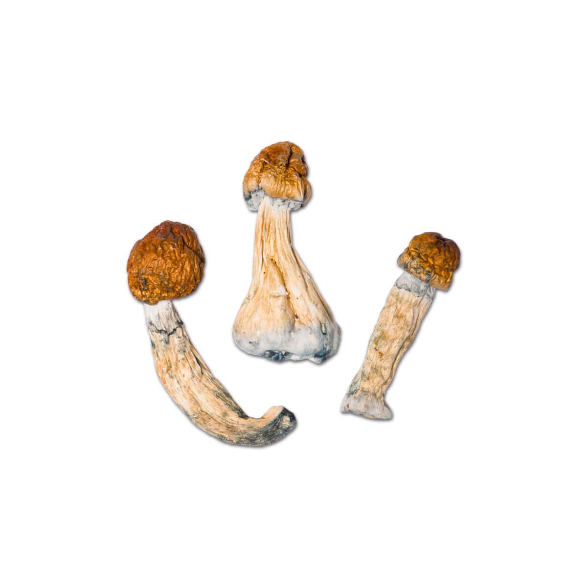 Bluey Louie Magic Mushroom - Image 1