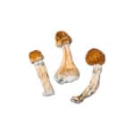 Bluey Louie Magic Mushroom - Image 2