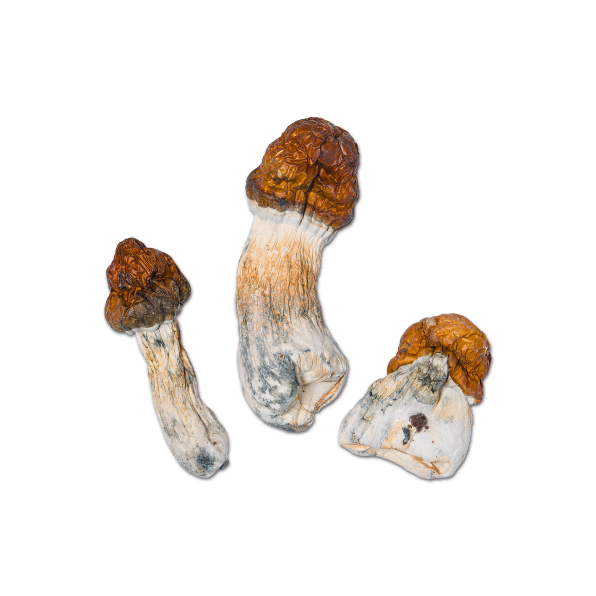 Vietnamese Magic Mushroom