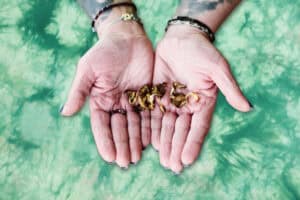 Microdosing Protocols and How to Create Your Own Microdosing Protocols and How to Create Your Own