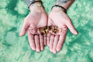 Microdosing Protocols and How to Create Your Own
