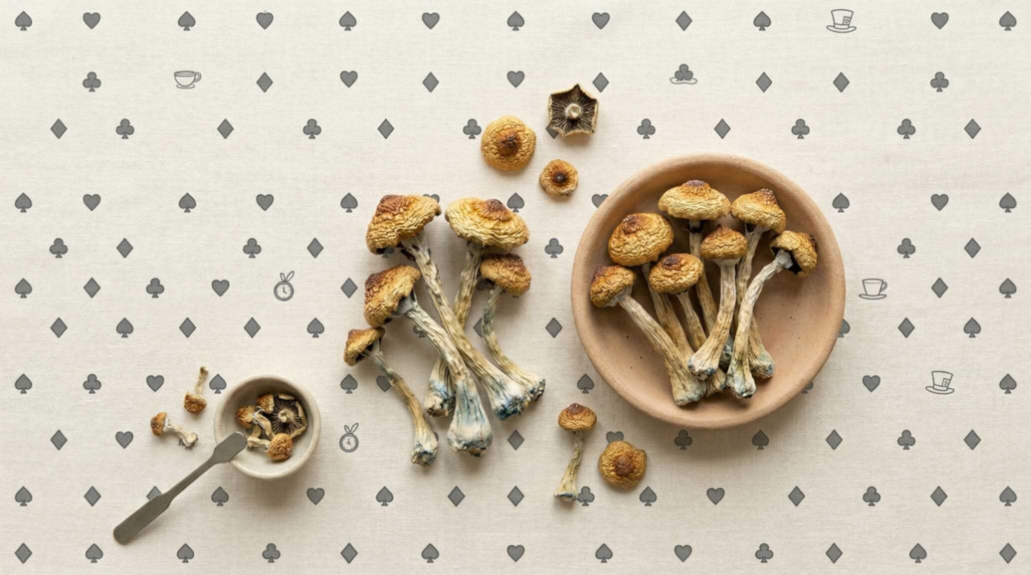 Golden Teacher Magic Mushrooms: Effects, Potency, and Why Beginners Love It