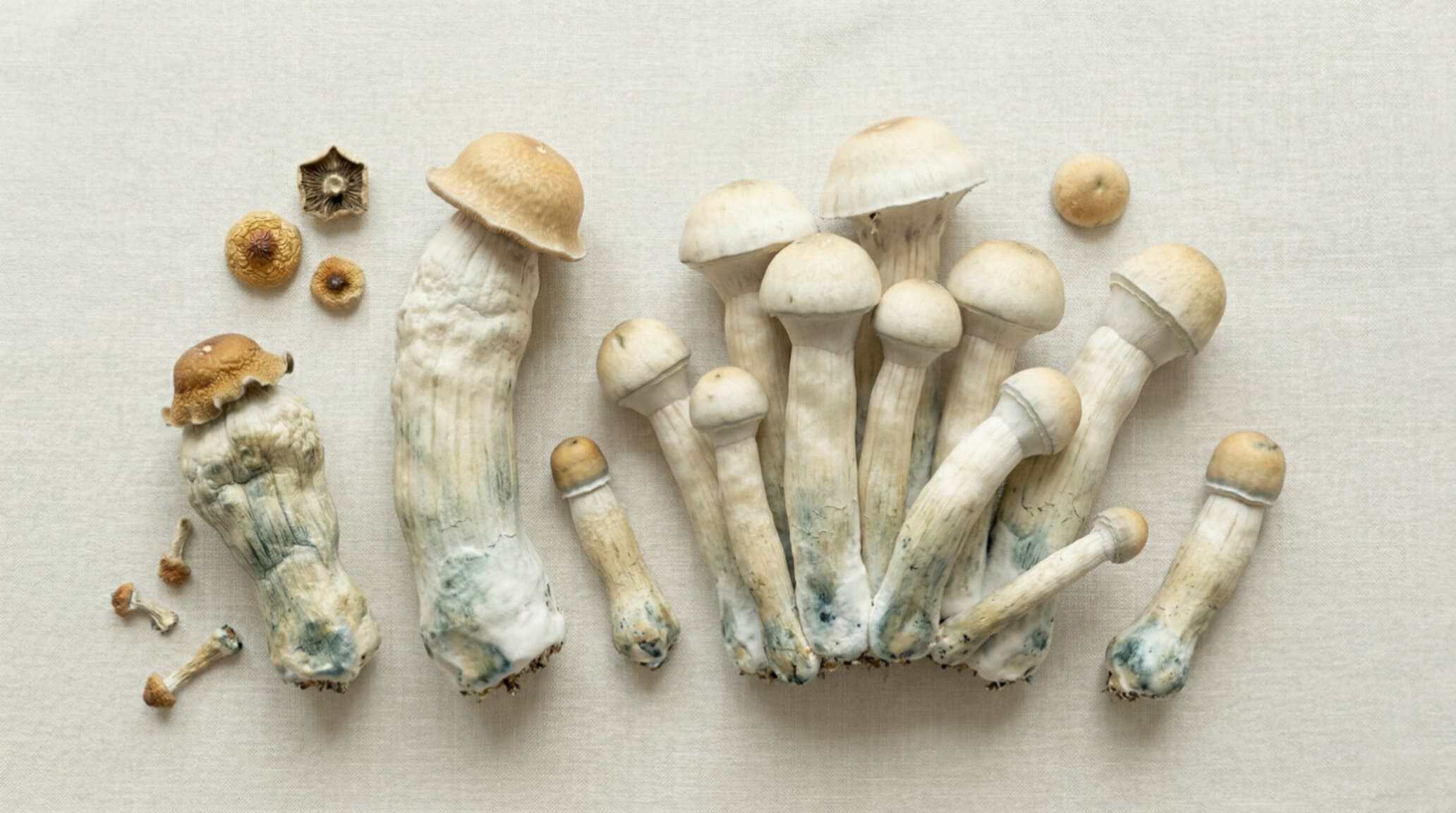 Penis Envy Magic Mushrooms: What Makes This Strain Unique